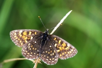 Hnědásek rozrazilový - Melitaea diamina , Rojkovské rašeliniště, 22.7.2014 
