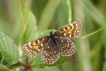 Hnědásek rozrazilový - Melitaea diamina , Rojkovské rašeliniště, 22.7.2014 