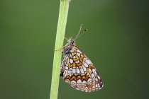 Hnědásek rozrazilový - Melitaea diamina , Rojkovské rašeliniště, 22.7.2014 