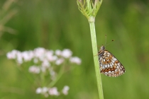 Hnědásek rozrazilový - Melitaea diamina , Rojkovské rašeliniště, 22.7.2014 