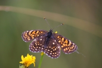 Hnědásek rozrazilový - Melitaea diamina , Rojkovské rašeliniště, 22.7.2014 