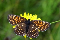 Hnědásek rozrazilový - Melitaea diamina , Rojkovské rašeliniště, 22.7.2014 