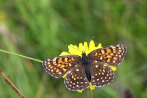 Hnědásek rozrazilový - Melitaea diamina , Rojkovské rašeliniště, 22.7.2014 