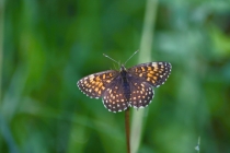 Hnědásek rozrazilový - Melitaea diamina , Slovensko- Spiš, 12.7.2010