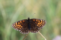 Hnědásek rozrazilový - Melitaea diamina , Slovensko- Spiš, 18.7.2010