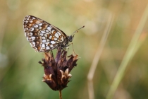Hnědásek rozrazilový - Melitaea diamina , Slovensko- Spiš, 18.7.2010