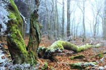 Krkonoše - Rýchorský prales, Dvorský les 