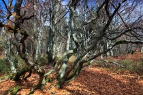 Krkonoše - Rýchorský prales, Dvorský les 