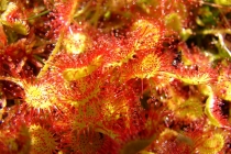 Rosnatka okrouhlolistá - Drosera rotundifolia , Orlické hory - U Žídků, 25.6.2006