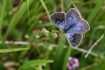 Modrásek černoskvrnný – Maculinea arion, samice, Dlouholočské stráně, 16.7.2011