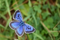 Modrásek černoskvrnný- Maculinea arion, samec, Dlouholočské stráně, 16.7.2011