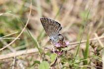 Modrásek černoskvrnný - Maculinea arion , Vrchbělá, 6.7.2014 