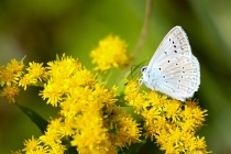 Modrásek hnědoskvrnný - Polyommatus daphnis , Dlouholočské stráně, 26.7.2014 