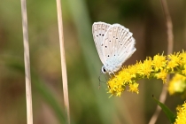 Modrásek hnědoskvrnný - Polyommatus daphnis , Dlouholočské stráně, 26.7.2014 