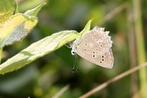 Modrásek hnědoskvrnný - Polyommatus daphnis , Dlouholočské stráně, 26.7.2014 
