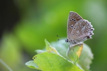 Modrásek hnědoskvrnný - Polyommatus daphnis , Dlouholočské stráně, 26.7.2014 