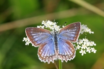 Modrásek hnědoskvrnný - Polyommatus daphnis , PR Dlouholoučské stráně, 15.8.2014