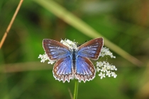 Modrásek hnědoskvrnný - Polyommatus daphnis , PR Dlouholoučské stráně, 15.8.2014