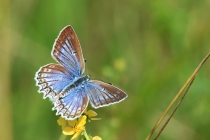 Modrásek hnědoskvrnný - Polyommatus daphnis , PR Dlouholoučské stráně, 15.8.2014