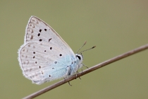 Modrásek hnědoskvrnný - Polyommatus daphnis , PR Dlouholoučské stráně, 15.8.2014