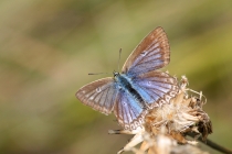 Modrásek hnědoskvrnný - Polyommatus daphnis , PR Dlouholoučské stráně, 24.8.2013