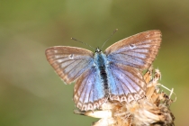 Modrásek hnědoskvrnný - Polyommatus daphnis , PR Dlouholoučské stráně, 24.8.2013