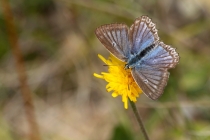 Modrásek hnědoskvrnný - Polyommatus daphnis , PR Dlouholoučské stráně, 24.8.2013