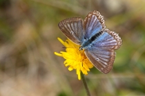 Modrásek hnědoskvrnný - Polyommatus daphnis , PR Dlouholoučské stráně, 24.8.2013