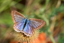 Modrásek hnědoskvrnný - Polyommatus daphnis , PR Dlouholoučské stráně, 24.8.2013