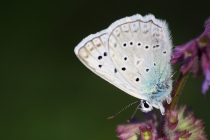 Modrásek hnědoskvrnný - Polyommatus daphnis , Slovensko- Spiš, Zlatý potok, 17.7.2011 