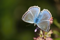 Modrásek hnědoskvrnný - Polyommatus daphnis , Slovensko- Spiš, Zlatý potok, 17.7.2011 