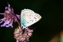 Modrásek hnědoskvrnný - Polyommatus daphnis , Slovensko- Spiš, Zlatý potok, 17.7.2011 