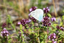 Modrásek hnědoskvrnný - Polyommatus daphnis , Vrchbělá, 6.7.2014 