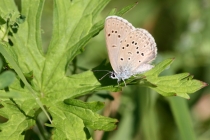 Modrásek hořcový Rebelův - Maculinea alcon rebeli , Modrásek hořcový Rebelův - Maculinea alcon rebeli , Slovensko- Spiš, 8.7.2010