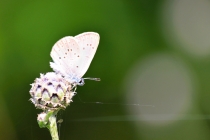 Modrásek hořcový Rebelův - Maculinea alcon rebeli , Slovensko- Prosiek, 6.7.2015 