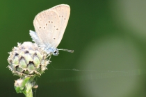 Modrásek hořcový Rebelův - Maculinea alcon rebeli , Slovensko- Prosiek, 6.7.2015 