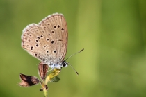 Modrásek hořcový Rebelův - Maculinea alcon rebeli , Slovensko- Spiš, 10.7.2010