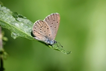 Modrásek hořcový Rebelův - Maculinea alcon rebeli , Slovensko- Spiš, 7.7.2011 