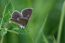 Modrásek hořcový Rebelův - Maculinea alcon rebeli , Slovensko- Spiš, 7.7.2011