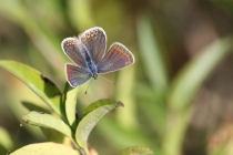 Modrásek jehlicový - Polyommatus icarus , Milovická stráň, 16.9.2012