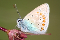 Modrásek jehlicový - Polyommatus icarus , Náchod- Běloves, 15.5.2009 