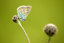 Modrásek jehlicový - Polyommatus icarus , Náchod- Běloves, 30.5.2010