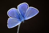 Modrásek jehlicový - Polyommatus icarus , Náchod- Běloves, 30.5.2010