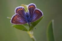 Modrásek jehlicový - Polyommatus icarus , Náchod- Běloves, 30.5.2010
