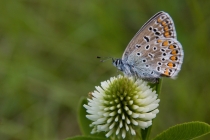 Modrásek jehlicový - Polyommatus icarus , Náchod- Běloves, 30.5.2010