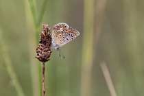 Modrásek jehlicový - Polyommatus icarus , PP Vápenice, 24.7.2014 