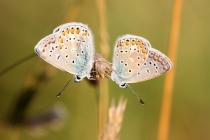 Modrásek jehlicový - Polyommatus icarus , Šeřeč, 25.7.2014 