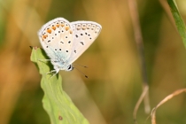Modrásek jehlicový - Polyommatus icarus , Strabišov, 26.7.2013