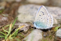 Modrásek jehlicový - Polyommatus icarus , Velká vachta v Orlických horách, 1.6.2013 