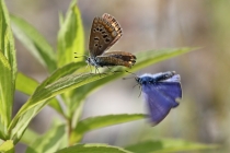 Modrásek jehlicový - Polyommatus icarus , Vrchbělá, 6.7.2014 